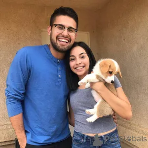 Фото №3. Главная Выращенные щенки корги Щенки на усыновление.  Италия