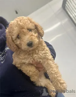 Фото №1. пудель (карликовый) - купить в Erftstadt за 32468₽. Объявление №154318
