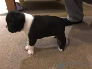 Дополнительные фото: Щенки Бостон-терьера