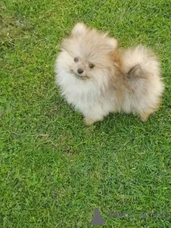 Фото №2 к объявлению №144857 о продаже померанского шпица - купить в Сербии заводчик