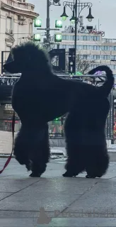 Дополнительные фото: Первоклассный помет КРУПНЫХ ПУДЕЛЕЙ