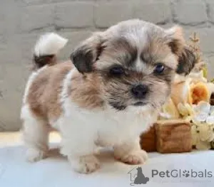 Фото №3. Teacup Shih tzu щенки.  Италия