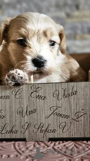 Дополнительные фото: Гаванский бизон