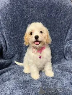 Фото №2 к объявлению №163882 о продаже кавапу - купить в Нидерландах частное объявление, заводчик