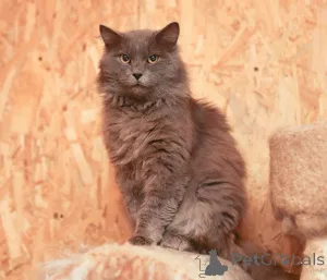 Фото №4. Продам  в Химках из приюта - цена Бесплатно