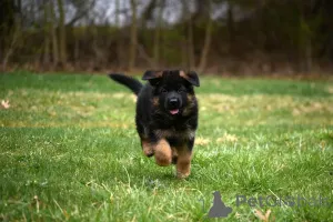 Фото №1. немецкая овчарка - купить в Берлине за Бесплатно. Объявление №139068