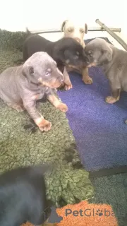 Фото №3. Щенки добермана.  Дания