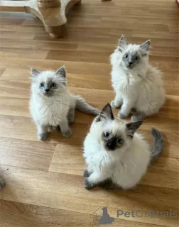 Фото №1. рэгдолл - купить в Бремен за 32468₽. Объявление №153372