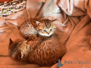 Дополнительные фото: Британские кошки предлагают!