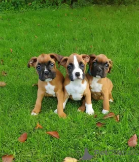 Фото №1. немецкий боксёр - купить в Гамбург за 27830₽. Объявление №154995