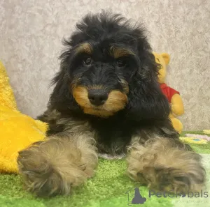 Дополнительные фото: Щенок