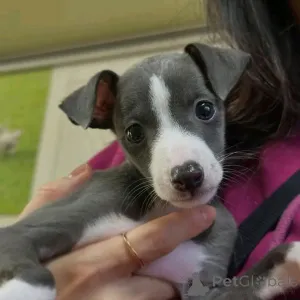 Фото №1. грейхаунд - купить в Берлине за 74214₽. Объявление №139072