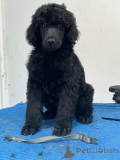 Дополнительные фото: Стандартный пудель