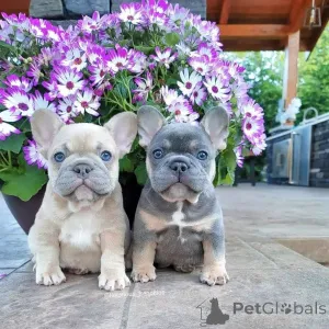 Фото №1. французский бульдог - купить в Франкфурт за договорная. Объявление №165615