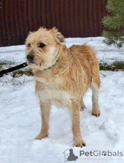 Дополнительные фото: Симпатичный бородатик Вульф всё ещё ждёт своего человека