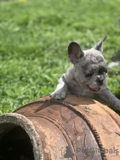 Дополнительные фото: Hello, french bulldog puppies for sale.