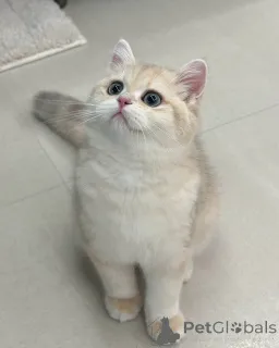 Фото №2 к объявлению №157999 о продаже британская короткошёрстная - купить в Ирландии частное объявление