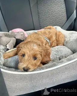 Фото №1. лабрадудль - купить в Дамюльс за договорная. Объявление №156421