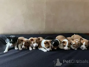 Фото №4. Продажа басенджи в Реклама  - цена Бесплатно