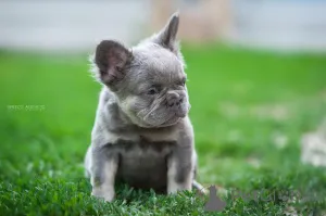 Дополнительные фото: Французкий бульдог мерле