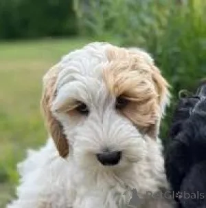 Фото №4. Продажа лабрадудля в Брюсселе частное объявление, заводчик - цена 74214₽