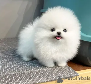 Фото №4. Продажа померанского шпица в Берлине  - цена договорная