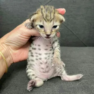 Фото №4. Продам бенгальскую в Ньюкасл заводчик - цена 53921₽