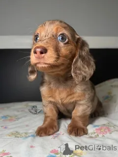 Фото №1. такса - купить в Август Бург за договорная. Объявление №164710