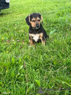 Фото №1. восточноевропейская овчарка - купить в Минске за 1449₽. Объявление №147273