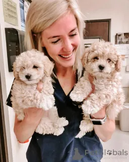 Фото №1.  - купить в Шаг за 49283₽. Объявление №147631