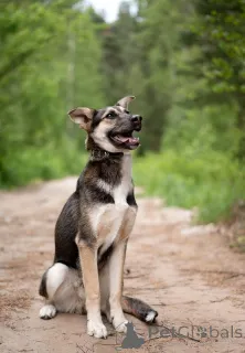 Фото №2 к объявлению №145662 о продаже беспородную - купить в России частное объявление