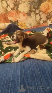 Фото №4. Продажа беспородную в Москве реке частное объявление - цена Бесплатно