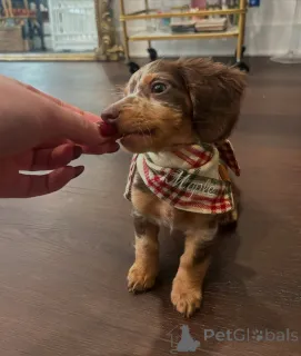 Дополнительные фото: Тражи вољени дом