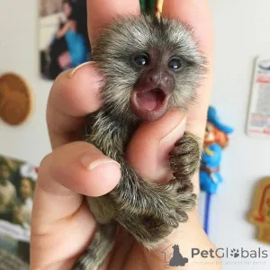 Фото №1.  - купить в Брэмптон за 71894₽. Объявление №162672