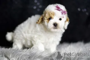 Фото №1. мальтипу - купить в Берлине за 83490₽. Объявление №149852