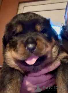 Дополнительные фото: Щенки ротвейлера 5-го поколения