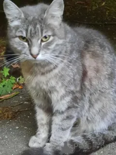 Фото №2 к объявлению №149171 о продаже  - купить в России частное объявление