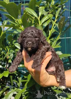 Дополнительные фото: Лаготто Ромагноло щенки
