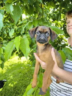 Фото №1. пти-брабансон - купить в Могилёве за 46384₽. Объявление №146219