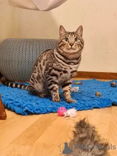 Фото №1. бенгальская - купить в Амерсфоорт за договорная. Объявление №145455