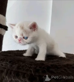 Фото №3. Продается милый очаровательный перс. Свяжитесь с WhatsApp Business 447450021323.. Финляндия