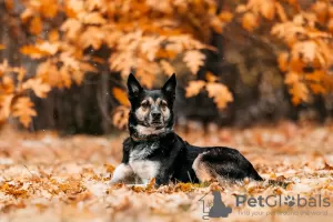 Фото №3. Милли девочка с огромным добрым сердцем!.  Россия