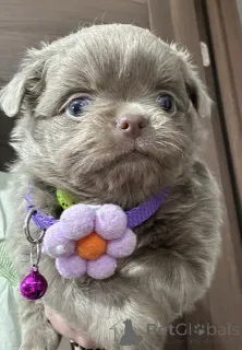 Фото №4. Продажа чихуахуа в Сивац  - цена договорная