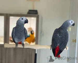 Фото №1.  - купить в Los Altos за Бесплатно. Объявление №139131