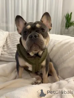 Фото №1. французский бульдог - купить в Бердорф за договорная. Объявление №157835