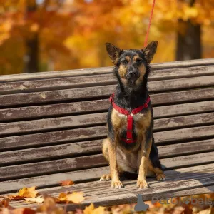 Дополнительные фото: Чипа, 1 год - энергичная, забавная и очень домашняя собака!