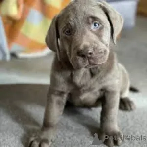 Дополнительные фото: Labrador Retriever Puppies