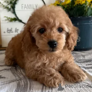 Фото №4. Продажа пуделя (той) в Гамбург частное объявление - цена 27830₽