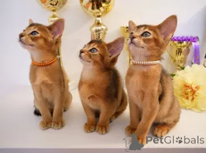 Дополнительные фото: Клубные абиссинские котята