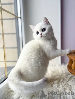 Фото №1. шотландская вислоухая (скоттиш фолд) - купить в Мюнхене за договорная. Объявление №165014